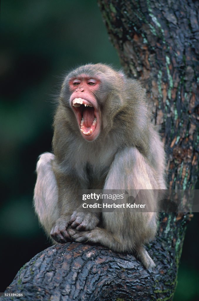 Red-faced makak