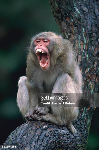 red-faced makak - macaque stock pictures, royalty-free photos & images