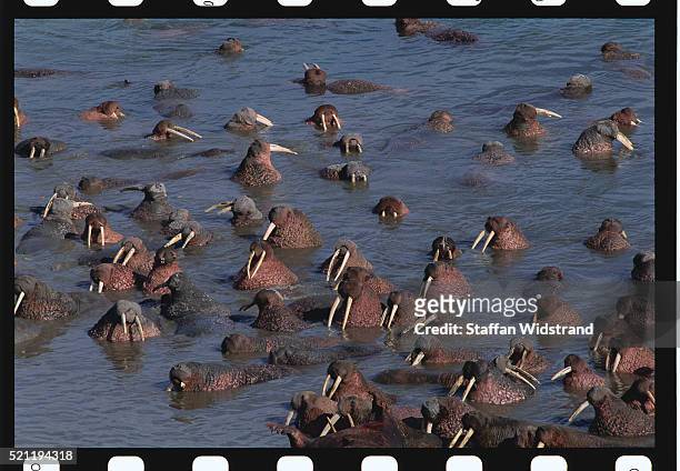 pacific walruses swimming - pacific walrus stock pictures, royalty-free photos & images