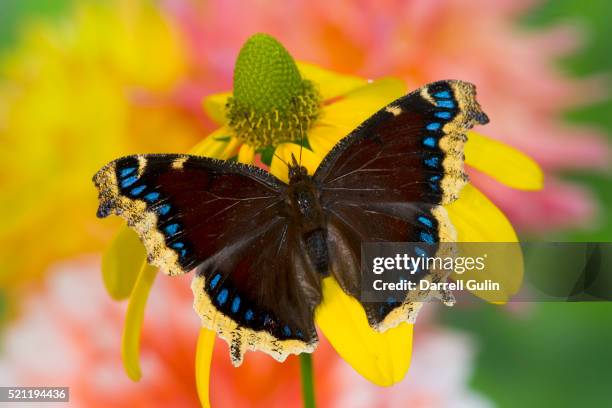 morning cloak north american butterfly - nymphalis antiopa or euvanessa antiopa fotografías e imágenes de stock