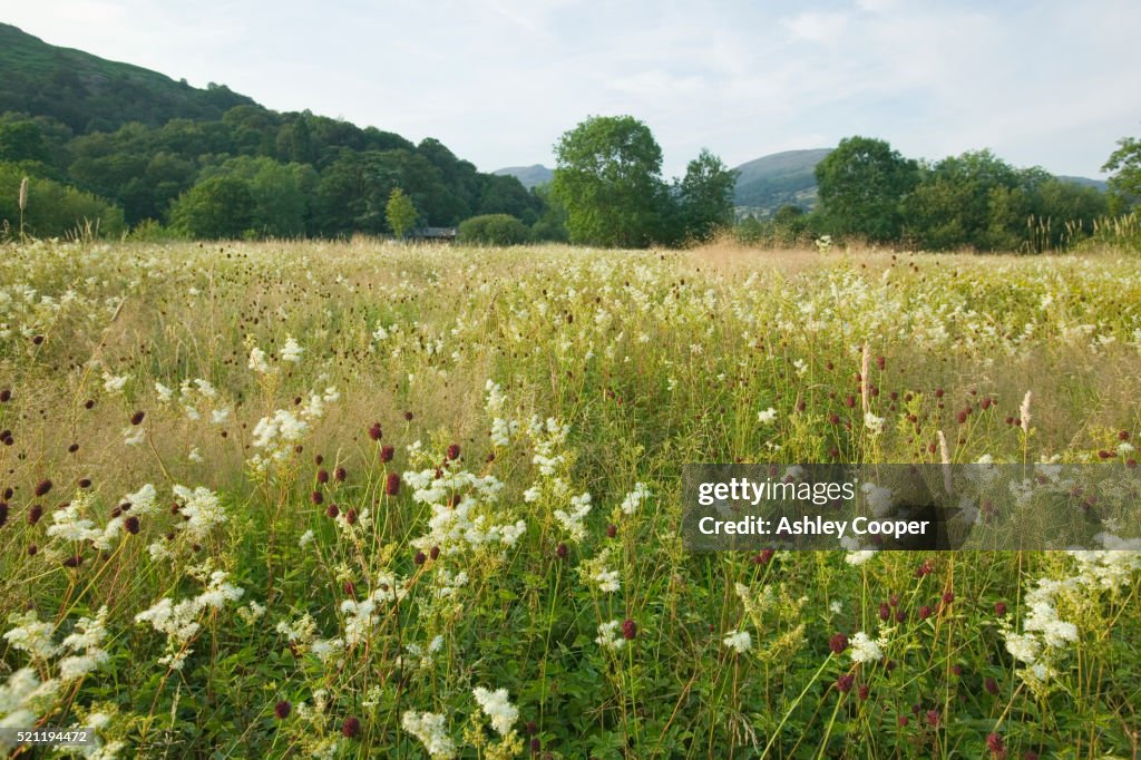 Wildflowers in Ambleside Meadow