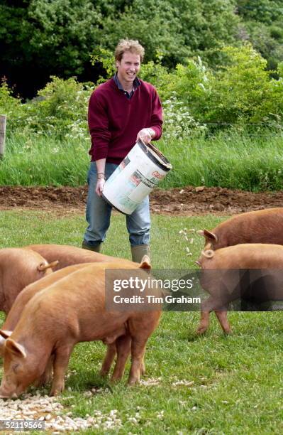 Prince William, Dressed Casually In Jeans, Jumper And Wellington Boots, Feeding Tamworth Pigs During A Visit To The Duchy Home Farm. The Prince Has...