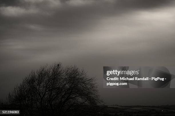 Pog Tree Pog Photos and Premium High Res Pictures - Getty Images
