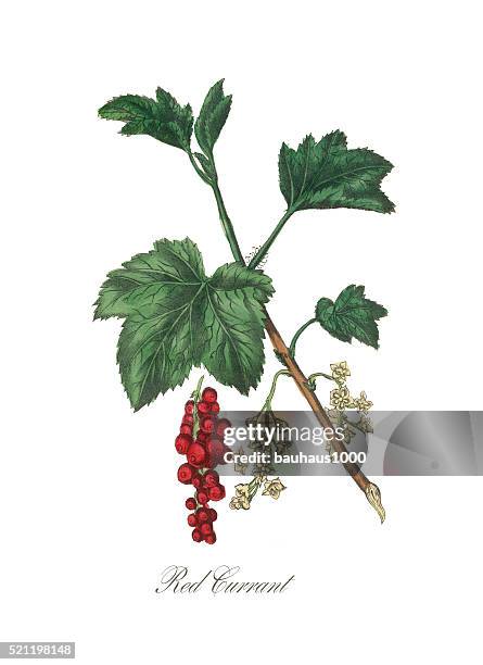 victorian botanical illustration of red currant - redcurrant stock illustrations