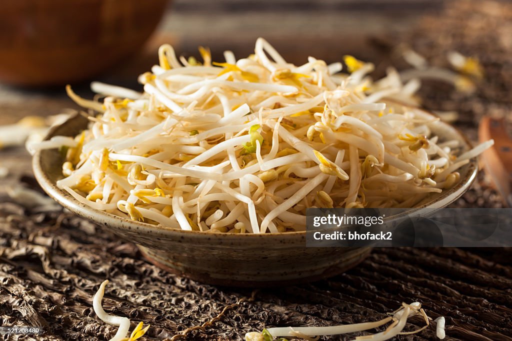 Raw Healthy White Bean Sprouts