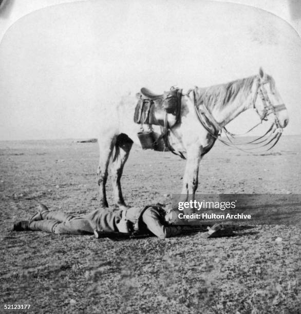 Horse patiently waits by his sleeping master on the march to Bloemfontein during the Boer War, circa 1901.