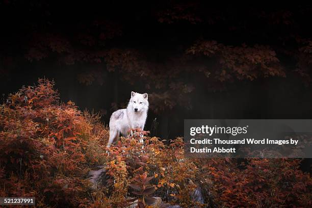 lone wolf - arctic wolf 個照片及圖片檔