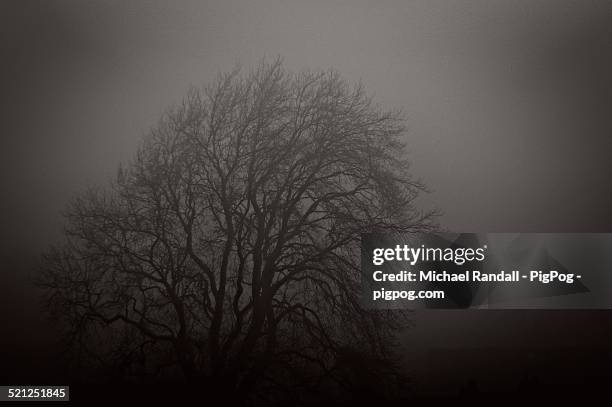 Pog Tree Pog Photos and Premium High Res Pictures - Getty Images