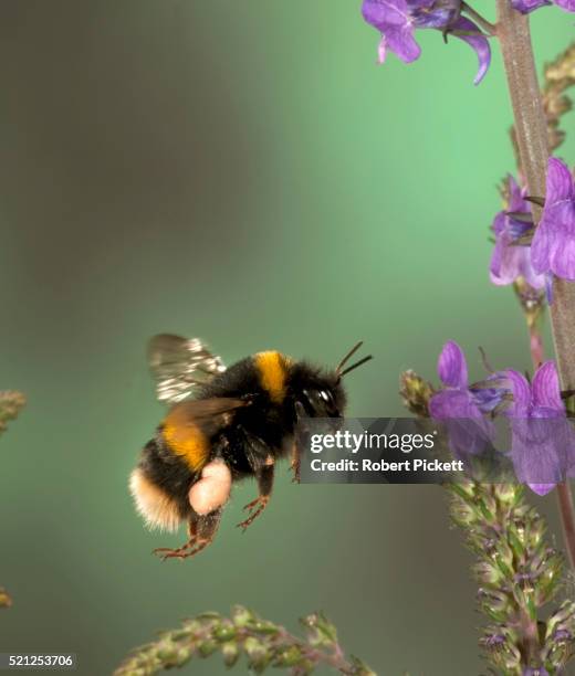 buff tailed bumble bee, bombus terrestris, in flight, free flying through flowers collecting pollen, high speed photographic technique, pollen sac's on legs - hommel stockfoto's en -beelden