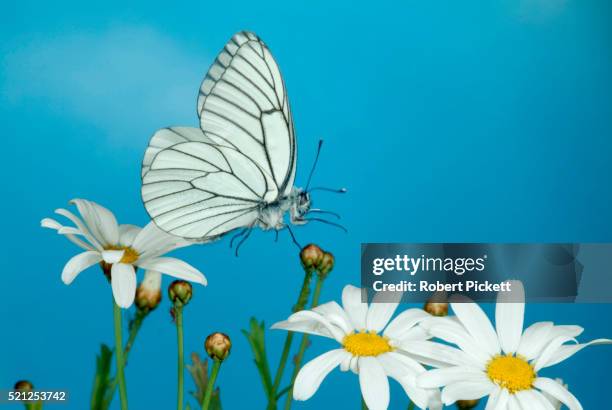black veined white butterfly, aperia crataegi, in flight, flying over daisy flowers, high speed photographic technique, blue sky background, southern europe, rare migrant to uk - groot geaderd witje stockfoto's en -beelden