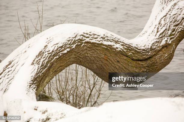 a curved ash tree in ambleside, lake district, uk - ash tree stock pictures, royalty-free photos & images
