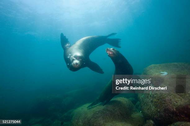 californian sea lion (zalophus californianus) - zalophus californianus imagens e fotografias de stock