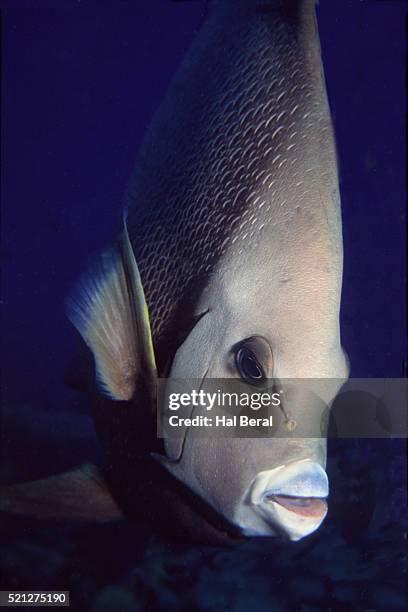 gray angelfish closeup - gray angelfish ストックフォトと画像