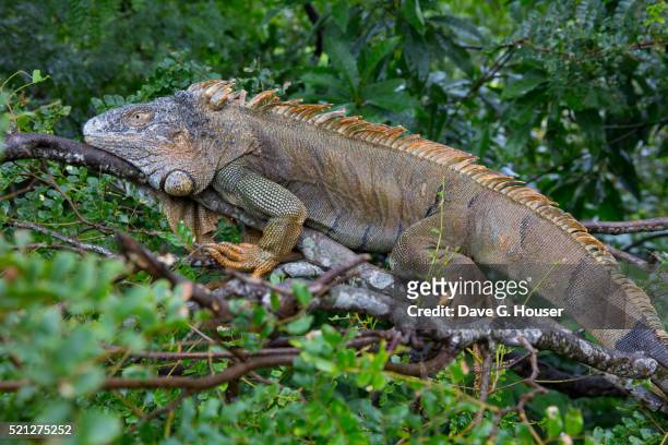 spiny-tailed roatan iguana - iguana imagens e fotografias de stock