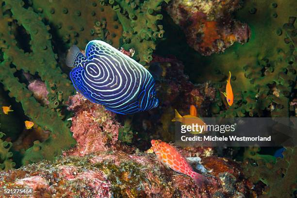 juvenile emperor angelfish, indonesia - angelfish stock pictures, royalty-free photos & images