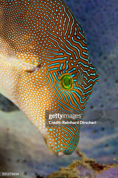 fingerprint toby, indonesia - pesci ossei foto e immagini stock