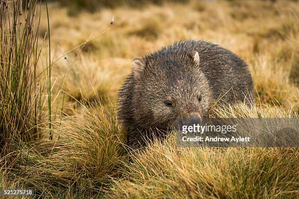 common wombat - wombat fotografías e imágenes de stock