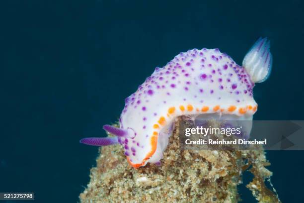 dorid nudibranch, indonesia - nudibranch stock pictures, royalty-free photos & images
