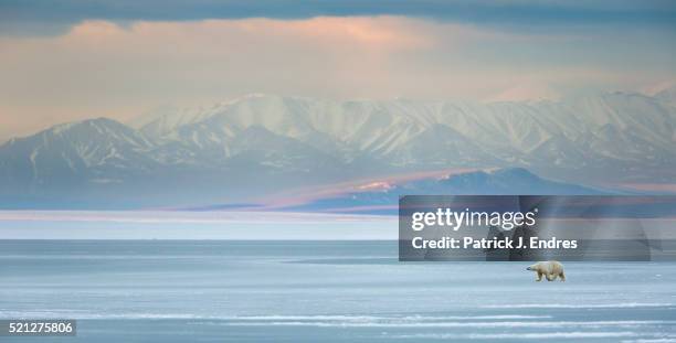 panorama of polar bear on sea ice - artic stock-fotos und bilder
