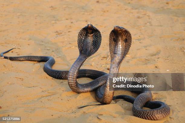 reptiles, pair of cobra snakes in aggressive position, pushkar fair, rajasthan, india - cobra snake stockfoto's en -beelden