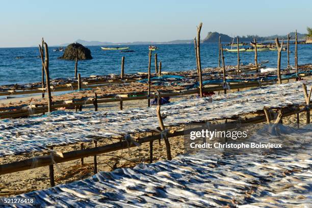 myanmar, rakhine state, ngapali beach, gyeik taw village, drying fish - arakhan stock pictures, royalty-free photos & images