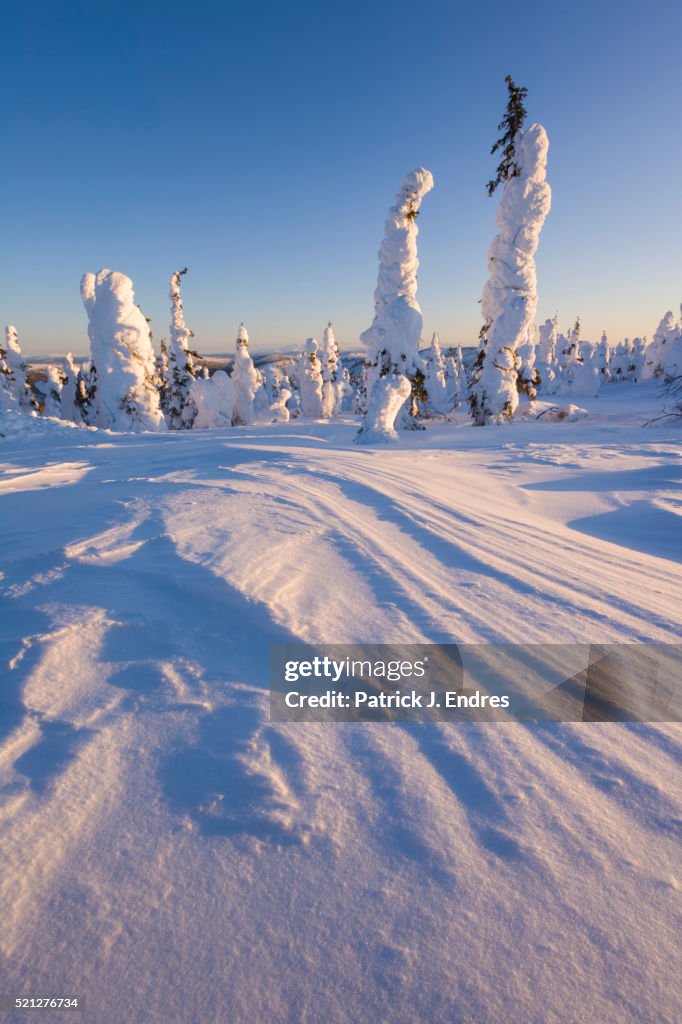 Wind blown snow loaded spruce trees