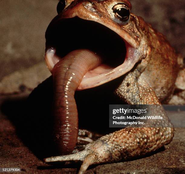 Toad Eating Insect 180 Bufo Americanus Stock Photos, High-Res Pictures, and Images - Getty ...