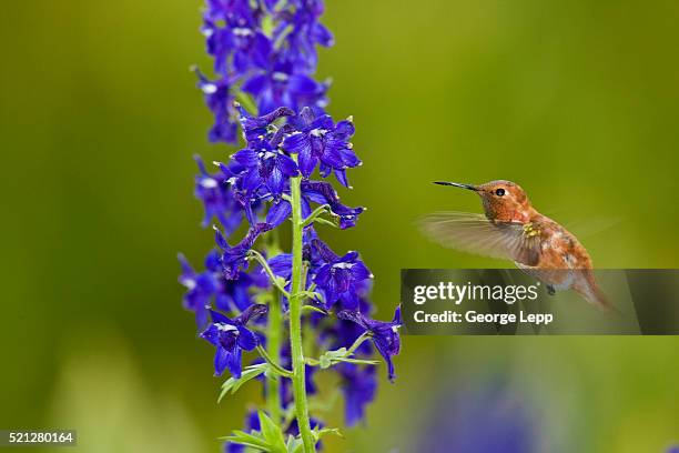 rufous hummingbird and larkspur - delfínio imagens e fotografias de stock