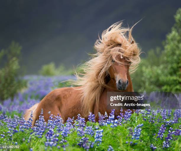 horse running by lupines - equestrian animal stock-fotos und bilder