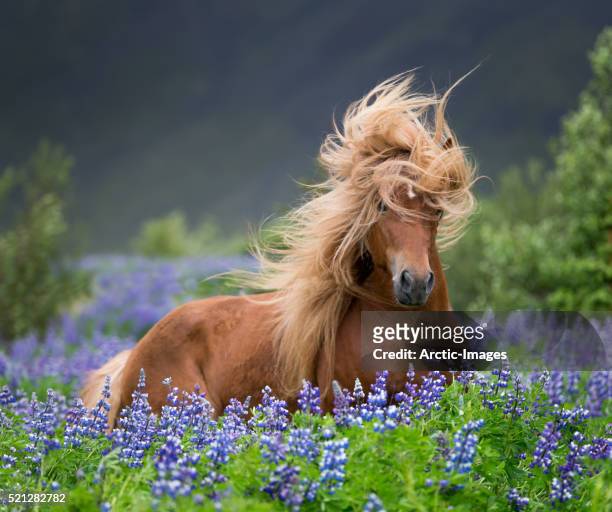 horse running by lupines - iceland horse stock pictures, royalty-free photos & images