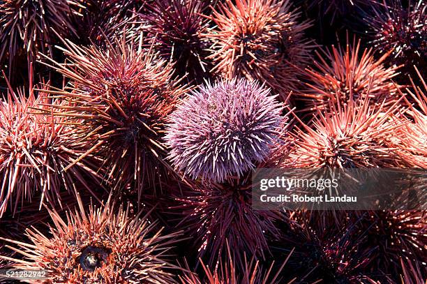 sea urchins - sea urchin stockfoto's en -beelden