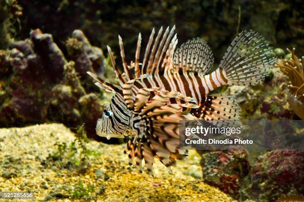 colourful lion fish green island, cairns, queensland, australia - cairns aquarium stock pictures, royalty-free photos & images