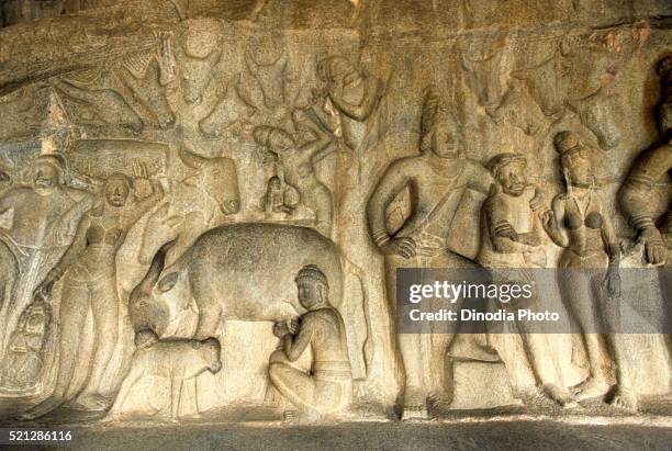 cowherd milking cow and licking calf carved in krishna mandapa, mahabalipuram mamallapuram, tamil nadu, india - krishna with cow stock pictures, royalty-free photos & images