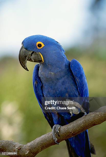 hyacinth macaw - arara - fotografias e filmes do acervo