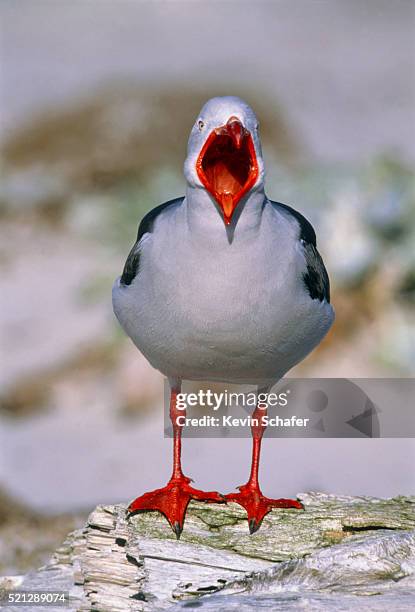 gull with open mouth - seagull stockfoto's en -beelden