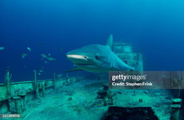 caribbean reef shark and shipwreck - naufrágio - fotografias e filmes do acervo