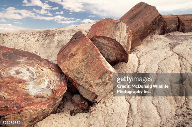 petrified logs - 化石の森国立公園 ストックフォトと画像