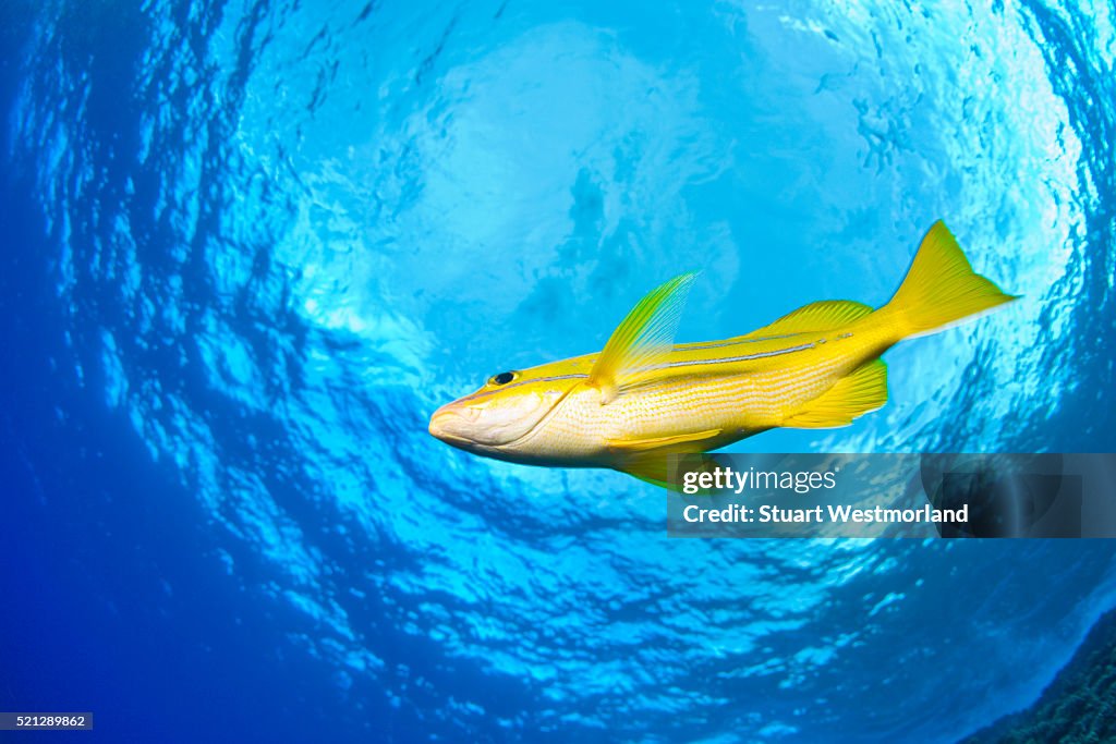 Yellowtail Snapper