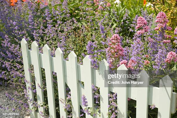 lilac and lavender plants in a dorset garden - tuinhek stockfoto's en -beelden