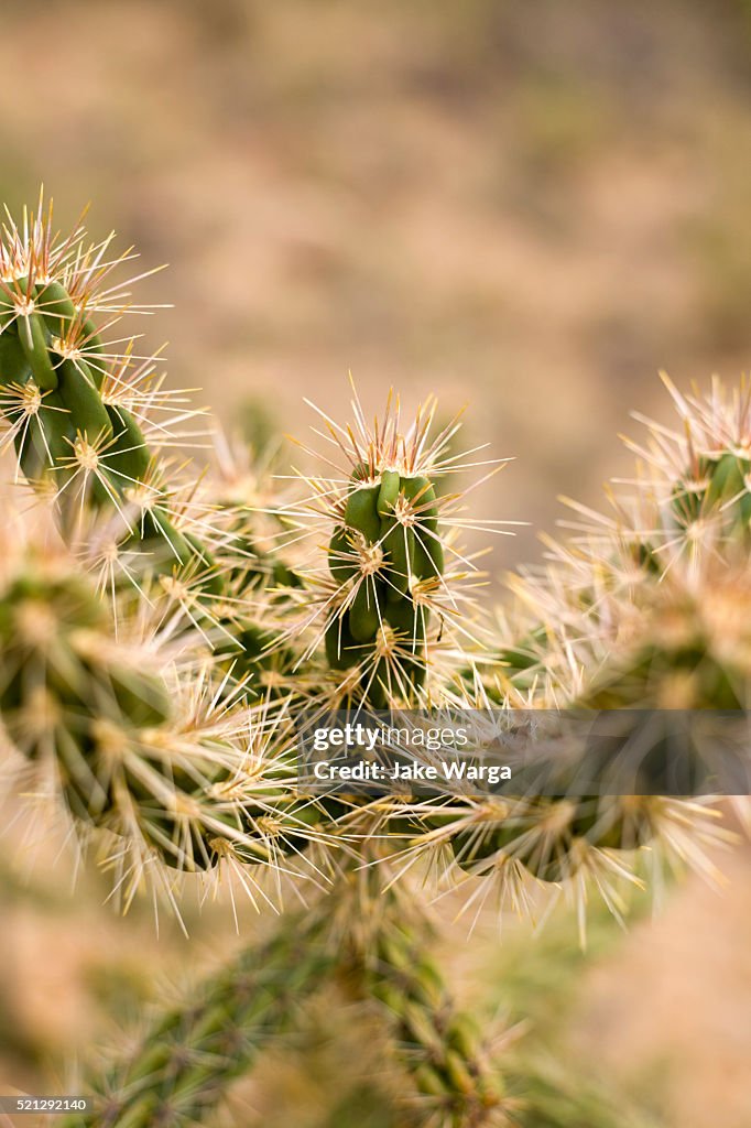 Cactus, New Mexico