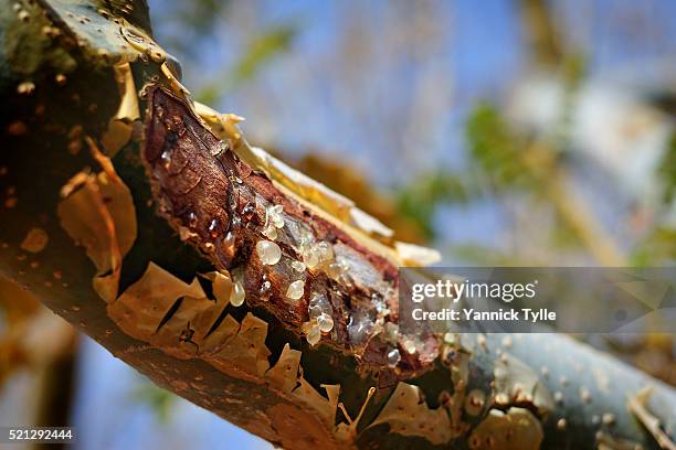 frankincense resin drops from a boswellia tree in puntland - olibanum bildbanksfoton och bilder