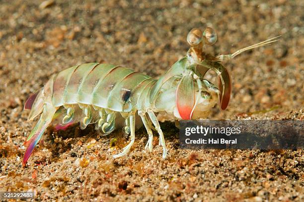 keel-tail mantis shrimp - mantis shrimp stock pictures, royalty-free photos & images