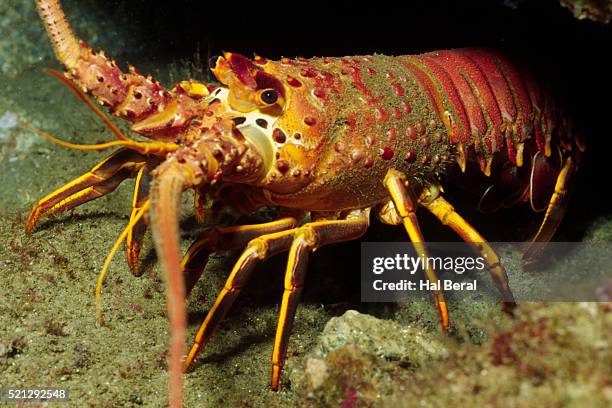 775 Spiny Lobster Stock Photos, High-Res Pictures, and Images