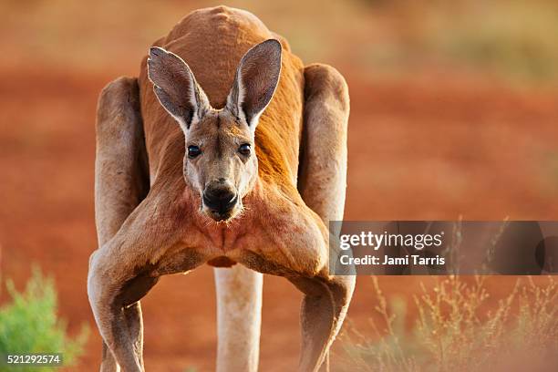 a dominant male red kangaroo hops slowly, close-up. portrait - känguru stock-fotos und bilder