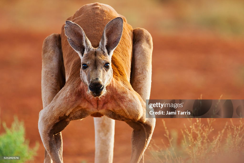 A dominant male red kangaroo hops slowly, close-up. portrait