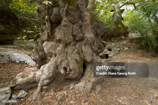 268 Roth Forest Stock Photos, High-Res Pictures, and Images - Getty Images
