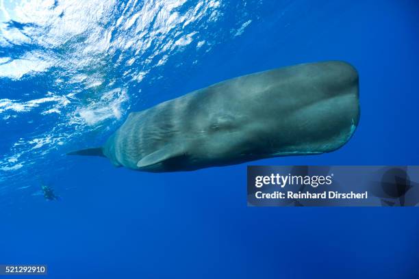 sperm whale (physeter macrocephalus) - ballena cachalote fotografías e imágenes de stock