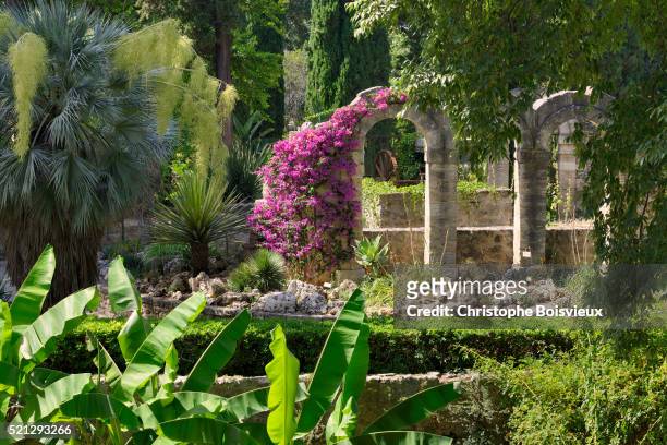 france, herault, montpellier, jardin des plantes - montpellier stock pictures, royalty-free photos & images