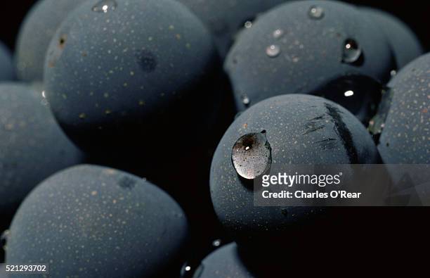cabernet sauvignon grapes - grape stock pictures, royalty-free photos & images