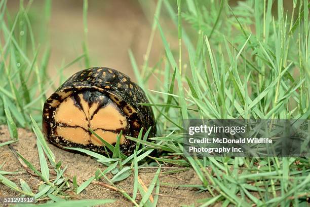 Florida Box Turtle Shell 21 Gulf Coast Box Turtle Stock Photos, High-Res Pictures, and Images ...
